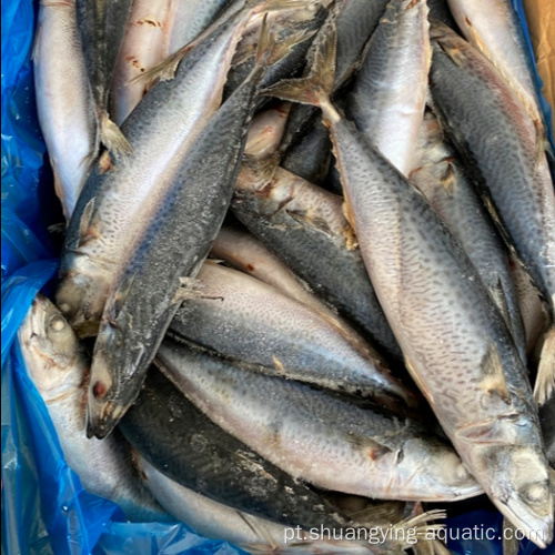 Peixe congelado direto de fábrica cavala redonda inteira